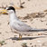Least Tern